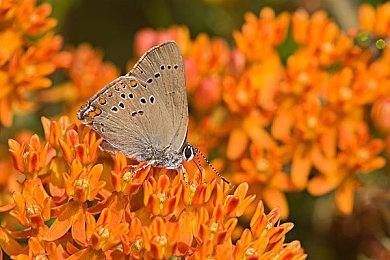 《刀剑神域：碎梦边境》开场动画公布 豪华版抢先体验已开启